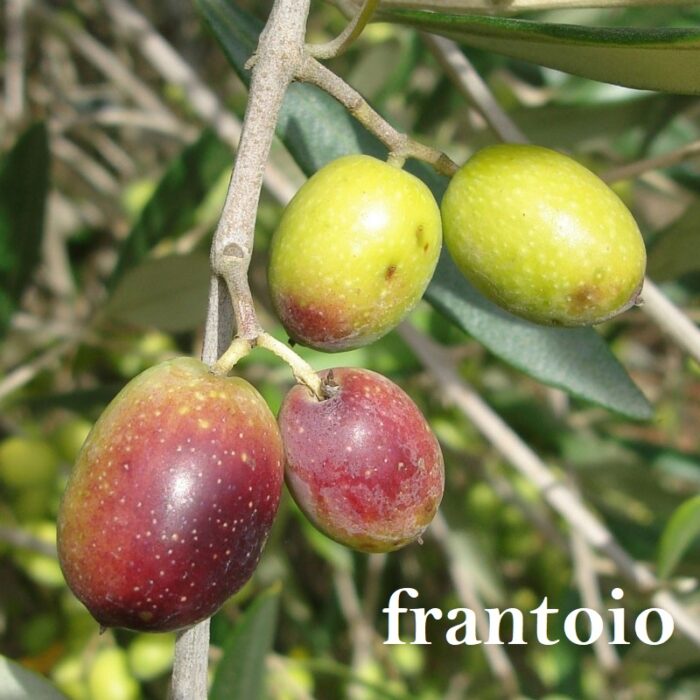 INTINI Monocultivar Olivastra Monocultivar - immagine 9