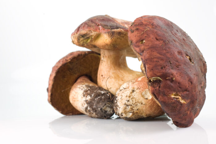 Crema di Porcini e Tartufi Bianchi - immagine 3