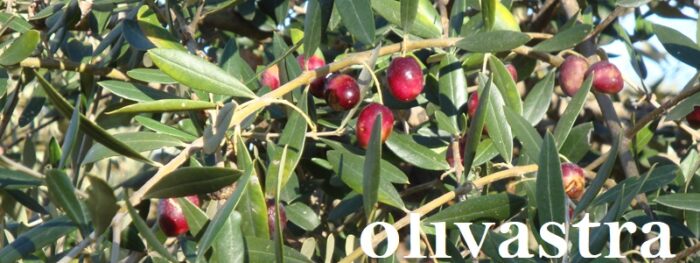 INTINI Monocultivar Olivastra Monocultivar - immagine 11